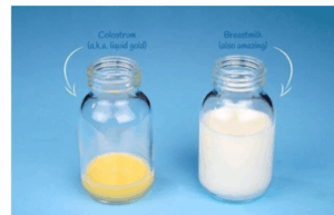 Colostrum – baby’s first superfood